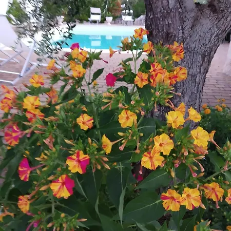 בית הארחה Trullo